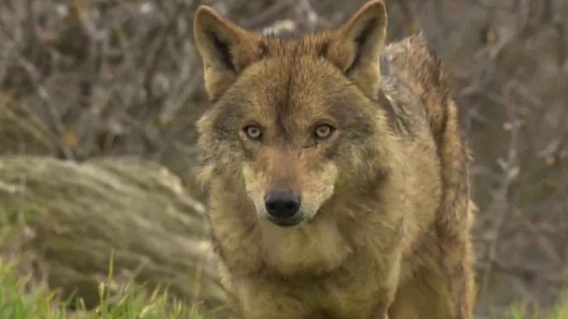 Objetivo Planeta - El lobo ibrico pierde diversidad gentica - Objetivo Planeta | Ver