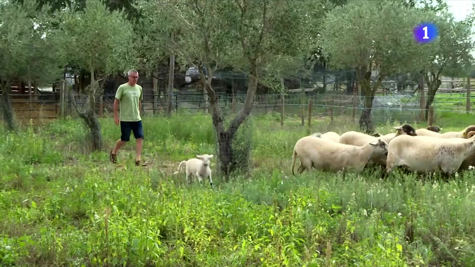 Arguments a favor de l'agricultura regenerativa