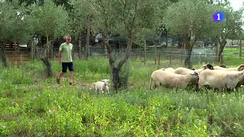 Arguments a favor de l'agricultura regenerativa