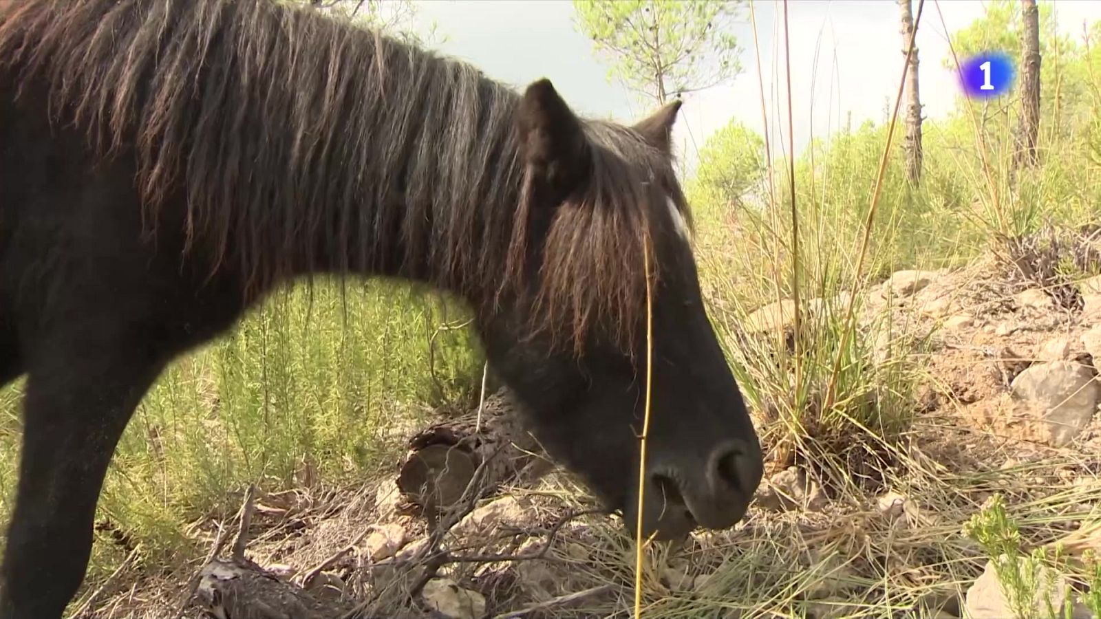 Cavalls que fan la vida més fàcil als bombers