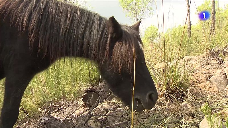 Cavalls que fan la vida més fàcil als bombers