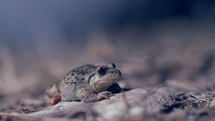 El escarabajo verde - Relato de una crisis