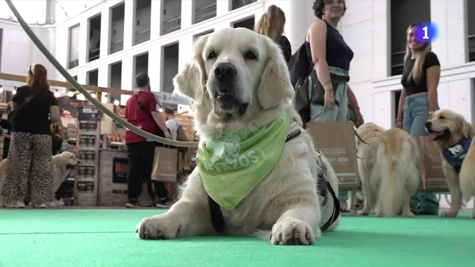El paradís per als amants dels animals de companyia