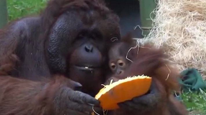 Aquí la Tierra - Locura por las calabazas