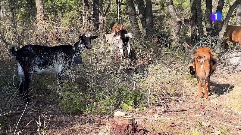 Tarrés utilitza ramats per prevenir incendis forestals