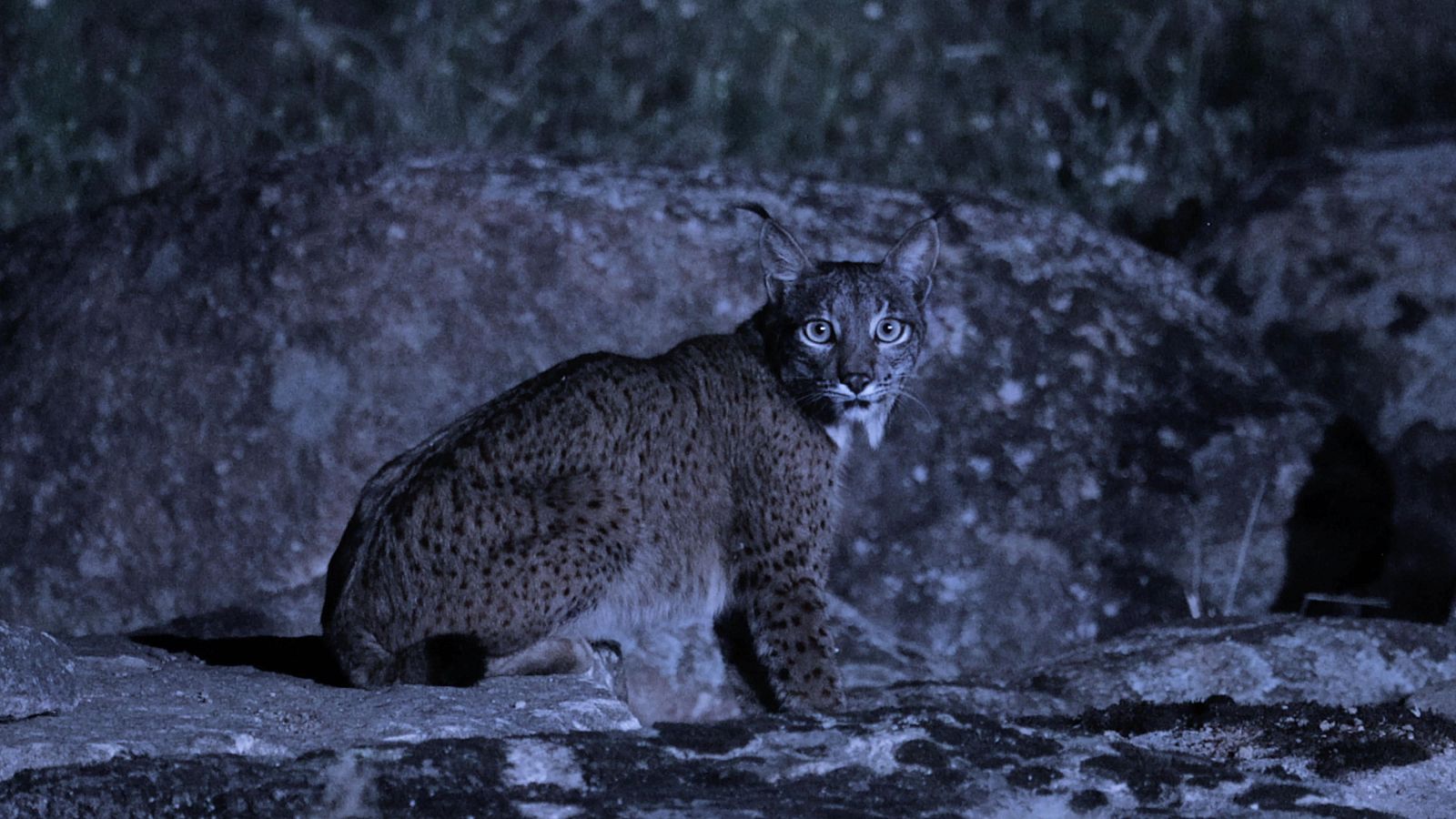 Territorio salvaje - Episodio 1: El territorio salvaje del lince ibérico - Territorio salvaje | Ver