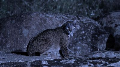 Territorio salvaje - Episodio 1: El territorio salvaje del lince ibrico - Territorio salvaje | Ver