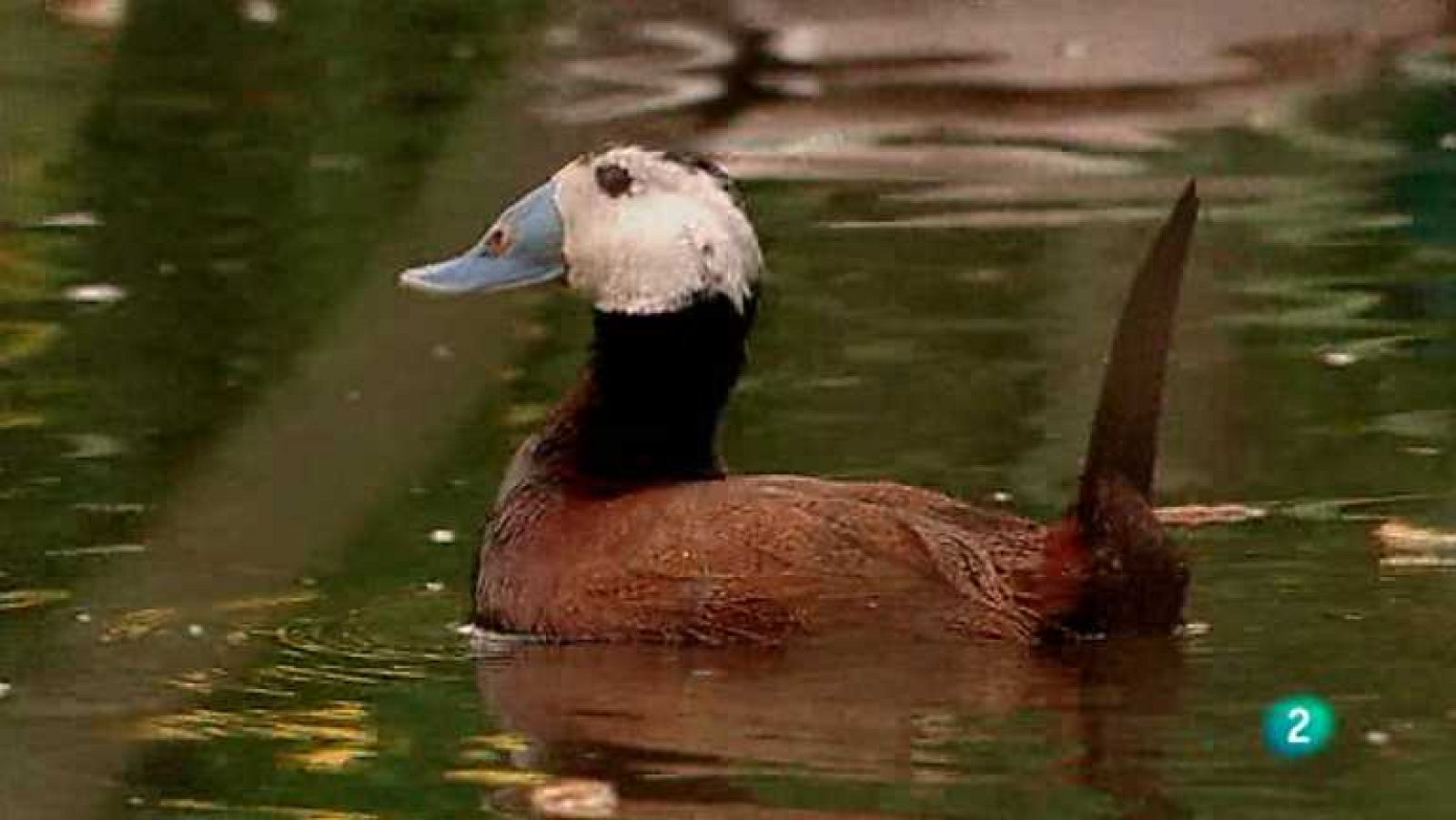 Biodiario - 29/01/13 - ver ahora