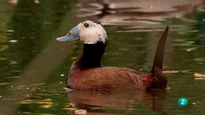 Biodiario - Biodiario - 29/01/13