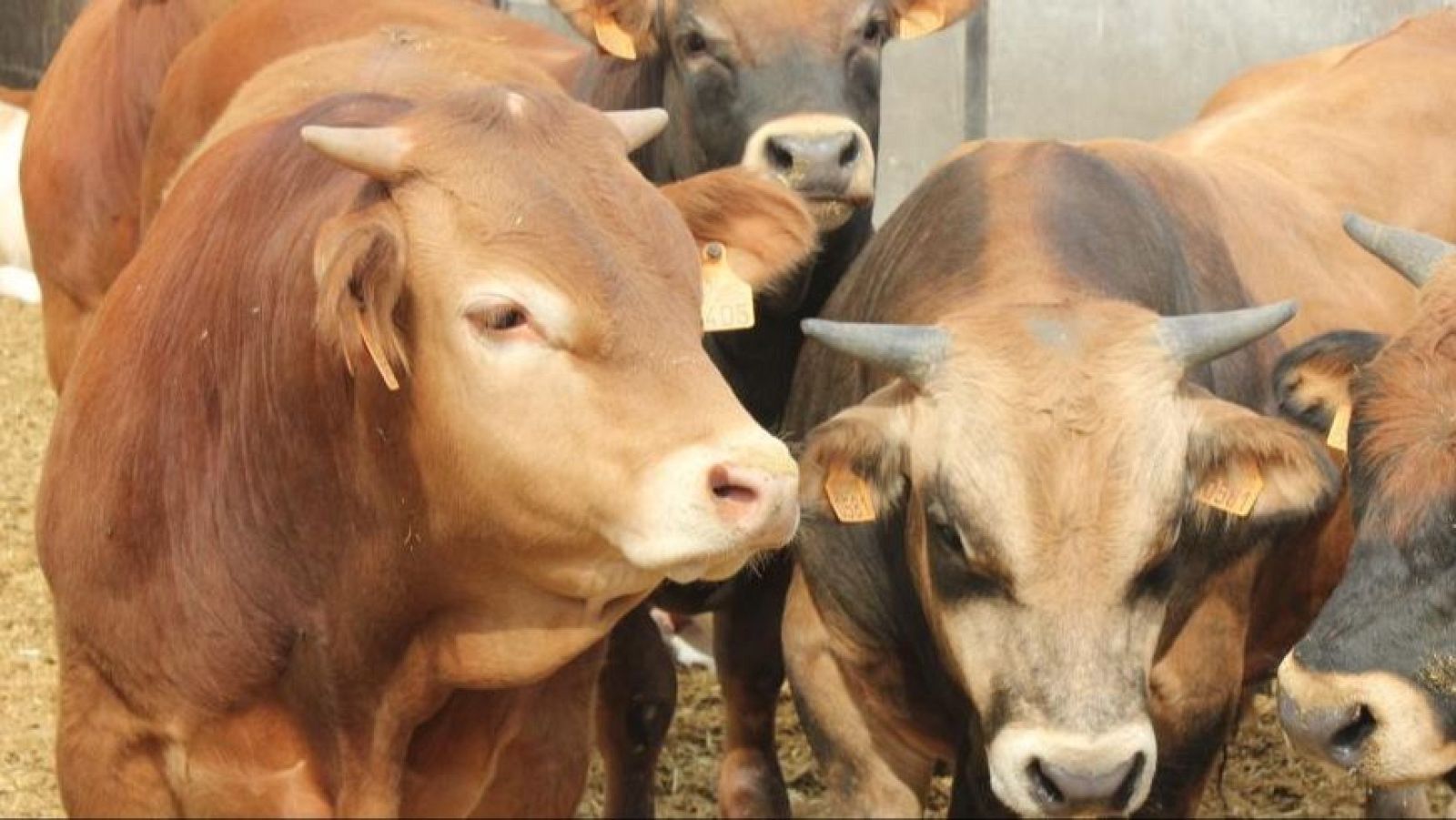 La dermatosis nodular bovina puede afectar los precios de la carne - Telediario 1 | Ver