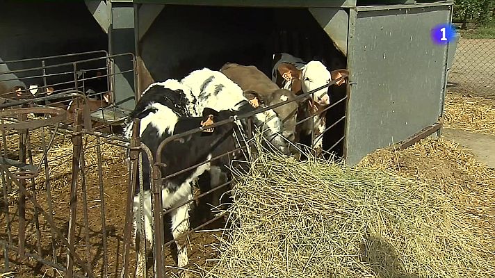 L'Informatiu - La Dermatosi Nodular es nota als mercats