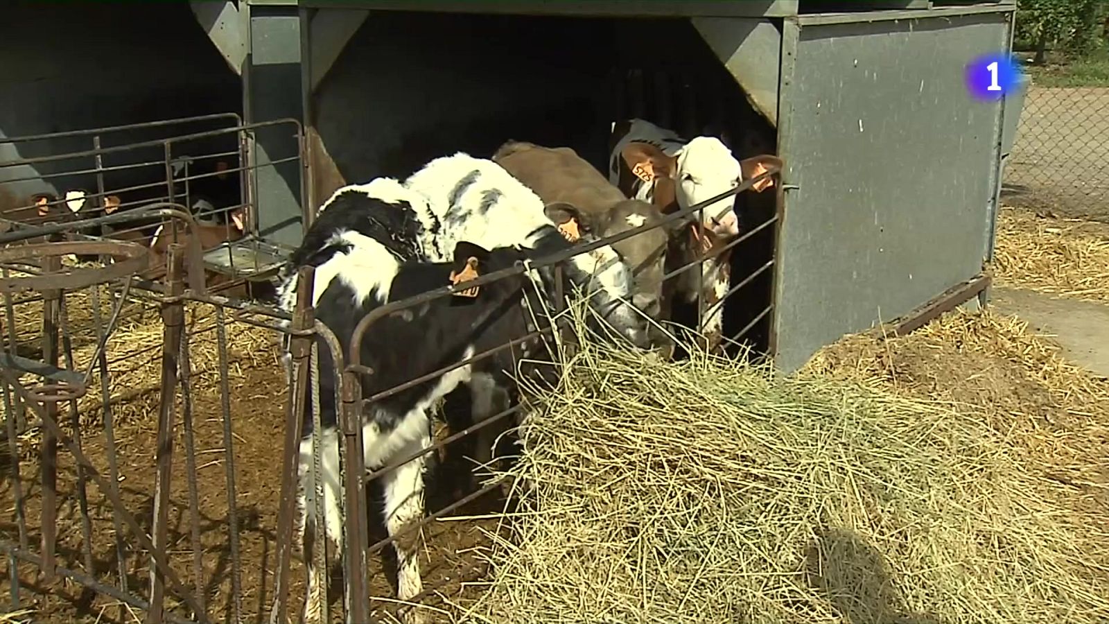 La Dermatosi Nodular es nota als mercats