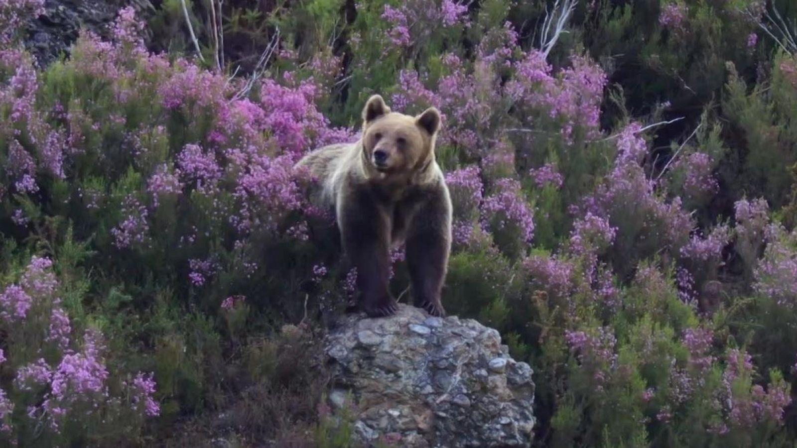 Territorio salvaje - Episodio 2: El territorio del oso cantábrico - Territorio salvaje | Ver