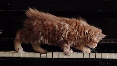 ¿Por qué los gatos caen de pie? - Aprendemos en Clan: El Reto | Ver