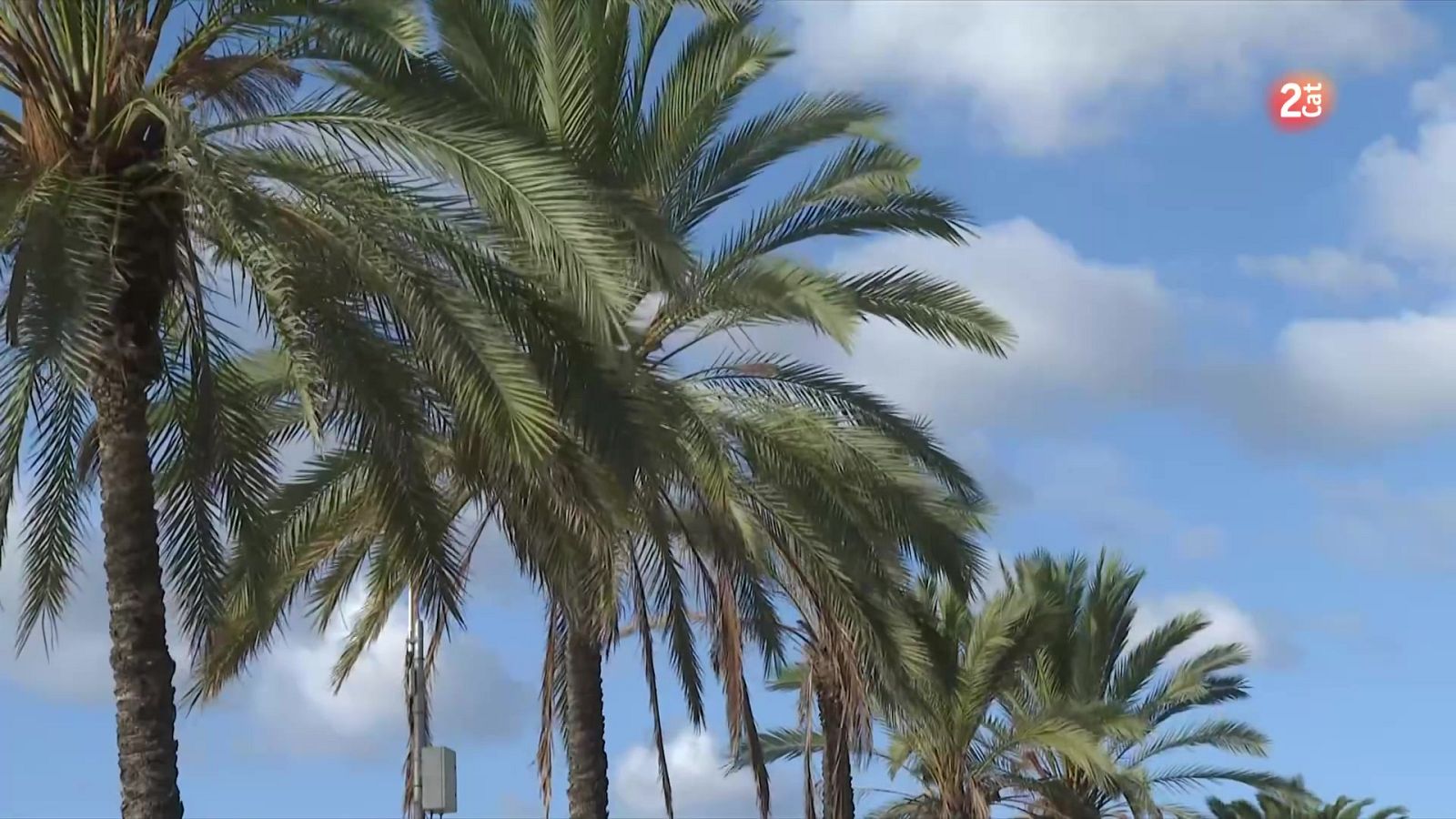 Primera gran ventada de la tardor sacseja Catalunya - L'Informatiu | Veure