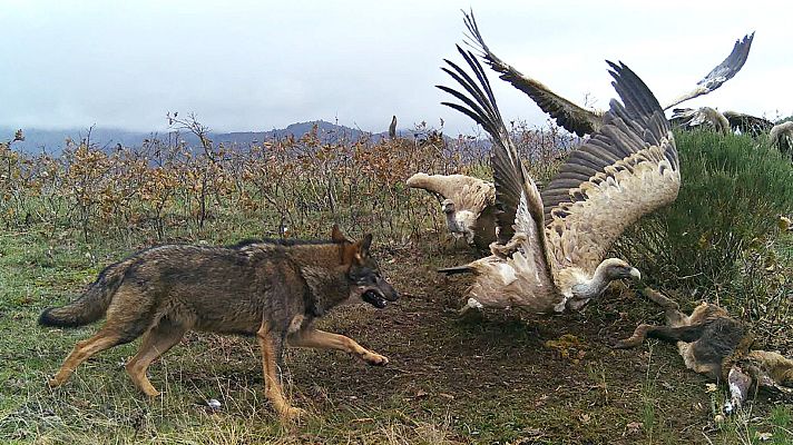 Territorio salvaje - El territorio del lobo ibérico