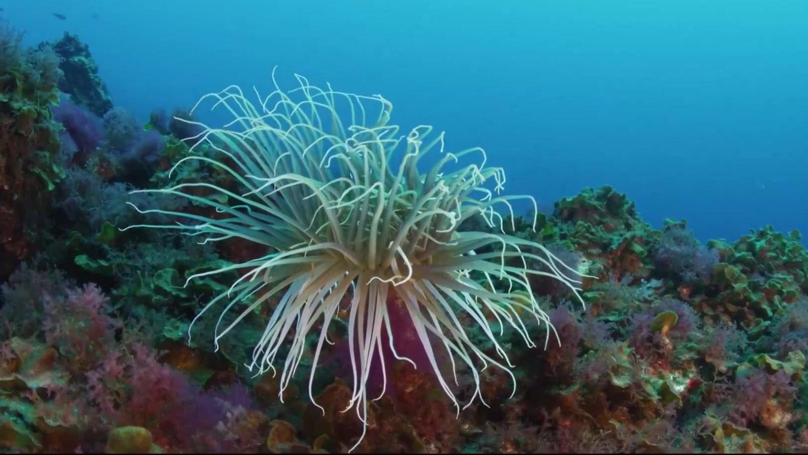 Agenda natural | Ver