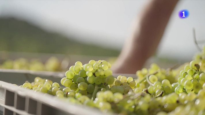L'Informatiu - El Penedès impulsa una viticultura 100% ecològica