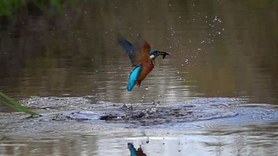 Territorio salvaje - Episodio 6: El territorio del Martn Pescador - Territorio salvaje | Ver