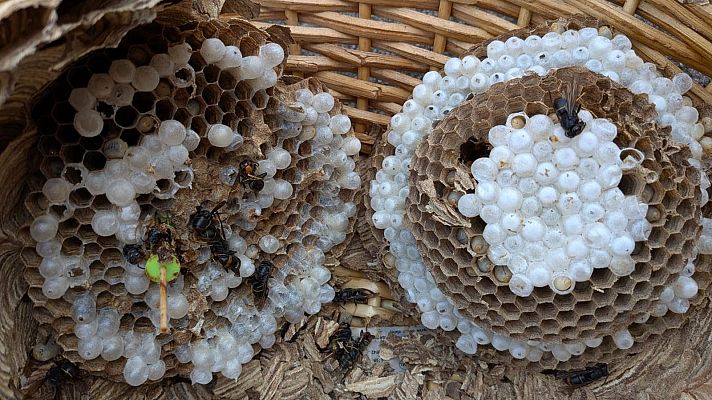 Telediario 1 - Tres muertos en dos semanas por picaduras de avispas velutinas en Galicia