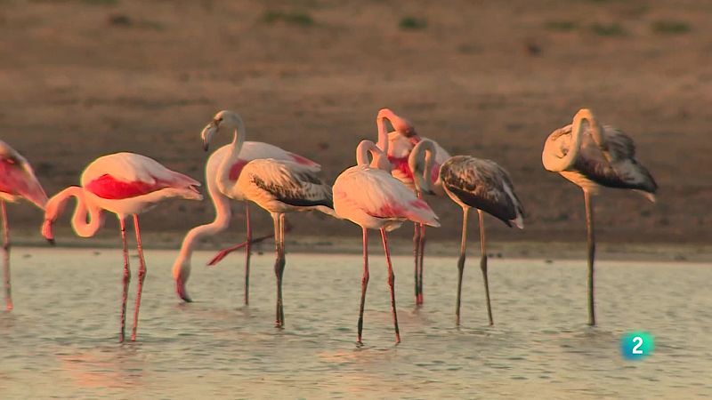 Telecanarias tarde - 29/10/2025 | Ver