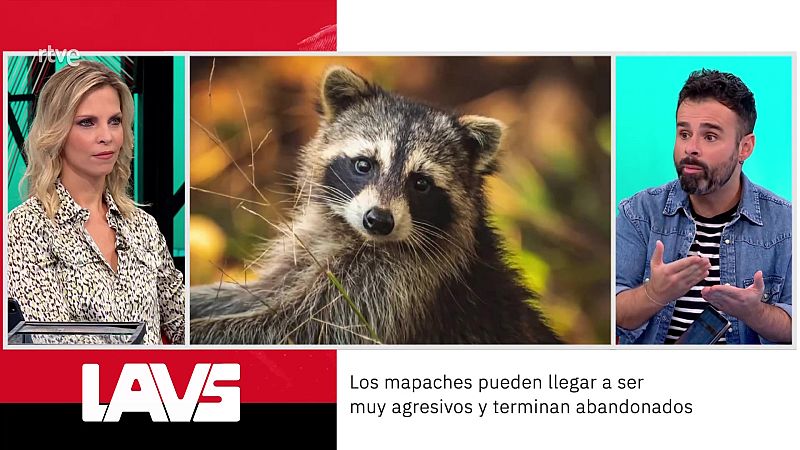 Ricardo Moure. Especies invasoras | Ver