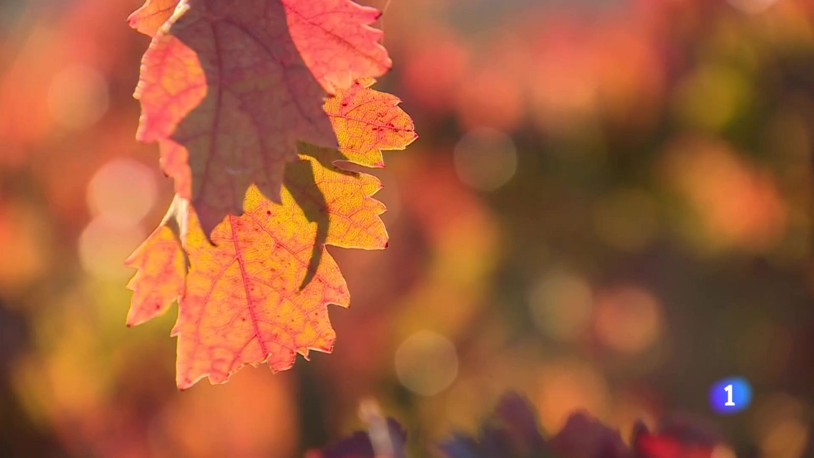 Informativo Telerioja 30-10-2025 | Ver