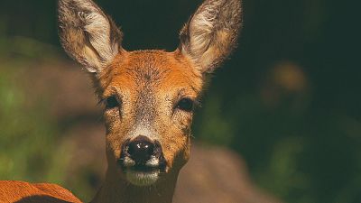 Lugares extraordinarios del mundo - Episodio 1: La selva negra de Alemania - Lugares extraordinarios del mundo | Ver