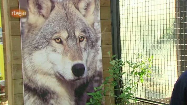 El escarabajo verde - El lamento del lobo - avance