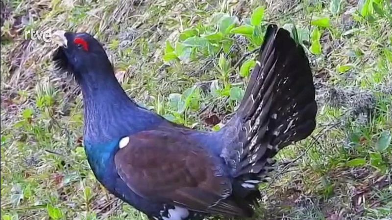 Objetivo Planeta - Valsemana: salvar el urogallo - Objetivo Planeta | Ver