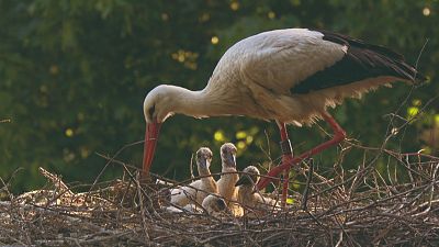 Lugares extraordinarios del mundo - Episodio 2: La cordillera de los Vosgos franceses - Lugares extraordinarios del mundo | Ver