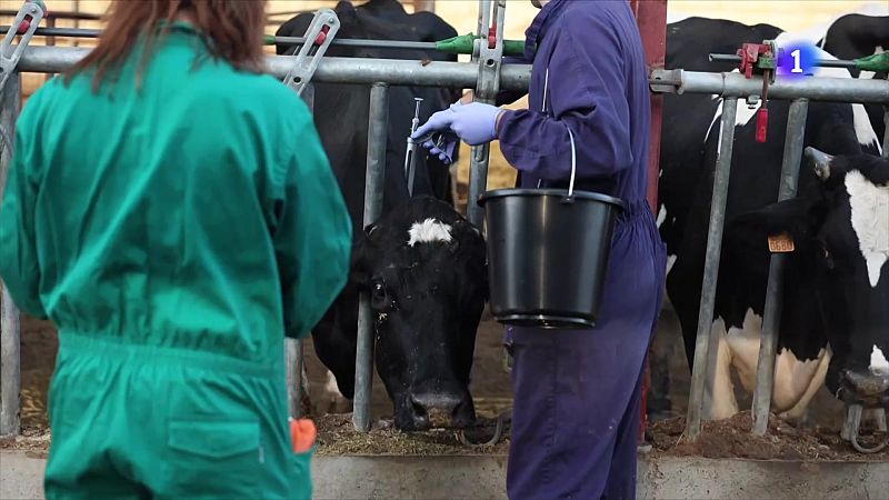 La vacunació encara no atura la dermatosi nodular