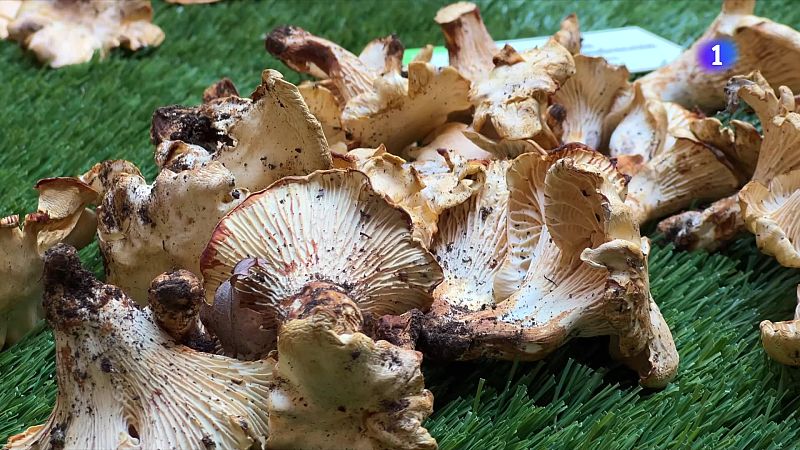 Balanç positiu a mitja temporada de bolets