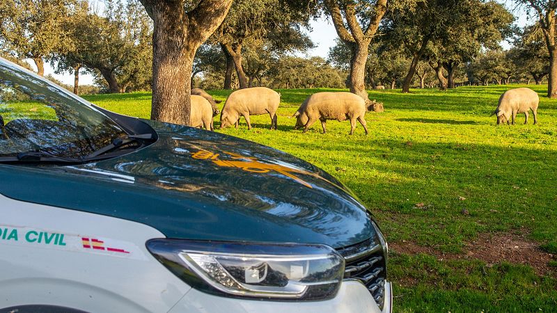 Así investiga el Seprona los delitos ambientales | Ver