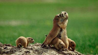 Érase una vez en la pradera