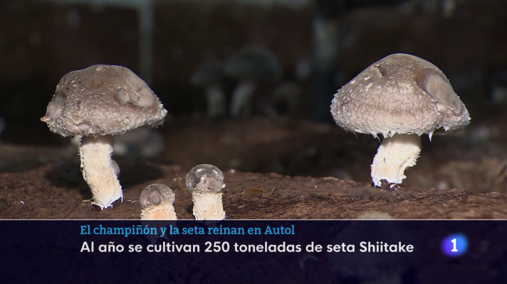 Informativo Telerioja - directo_cms_sin_mosca_Informativo_Telerioja__03_11_2025_03_11_2025_175532