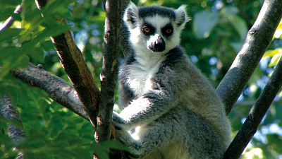 Madagascar, un paraso insular en el ocano ndico, un lugar mitolgico y mgico con un reino animal y vegetal nico.