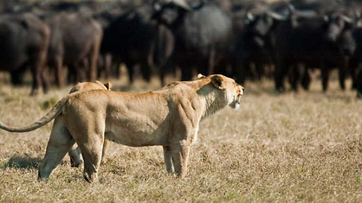 Grandes documentales - Enemigos íntimos