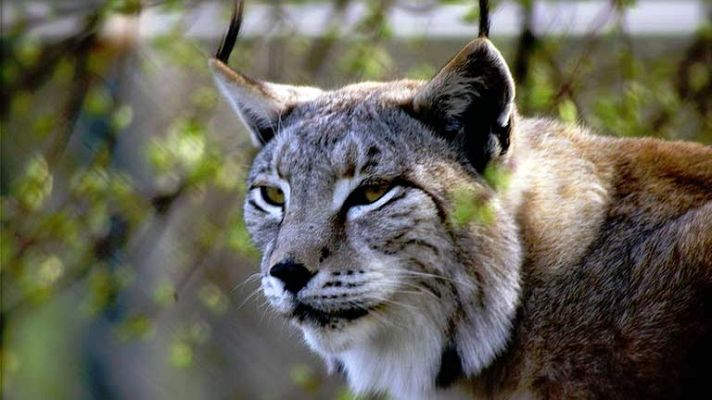 Biodiario - Biodiario - 31/01/13