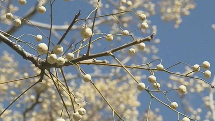 El tiempo - Viento en el este de la península