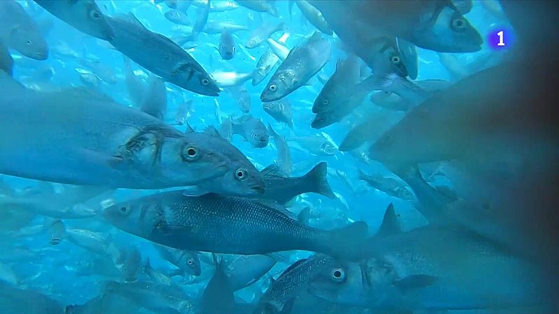 El consum de peix cau un 40% a Catalunya i tanca 400 peixateries - L'Informatiu | Veure