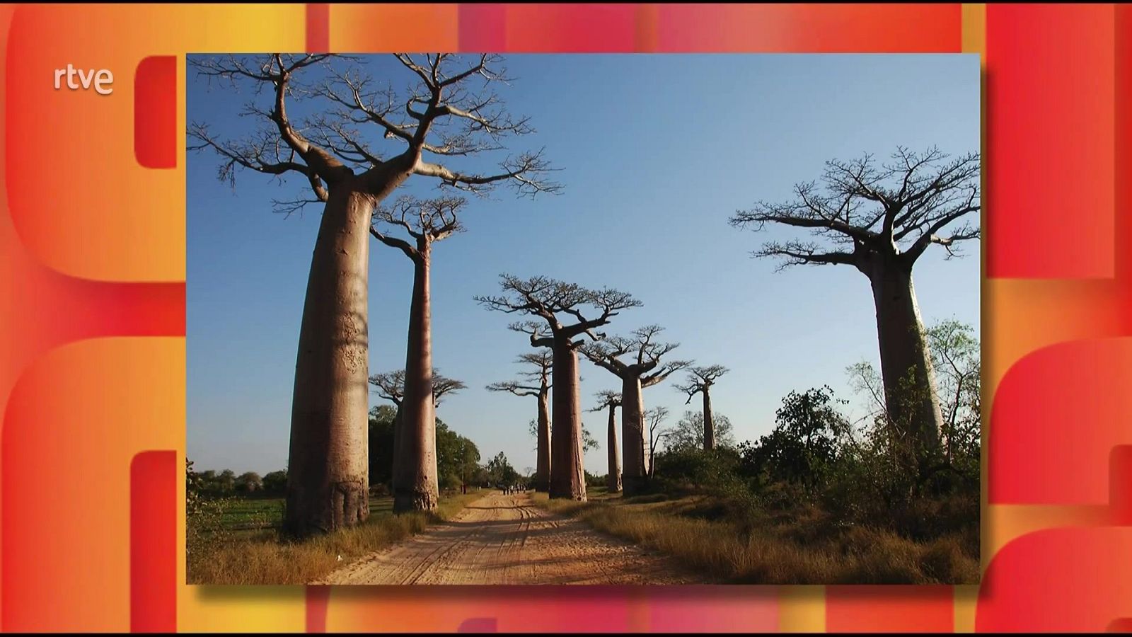 Saber y ganar - 06/11/25 - Saber y ganar | Ver