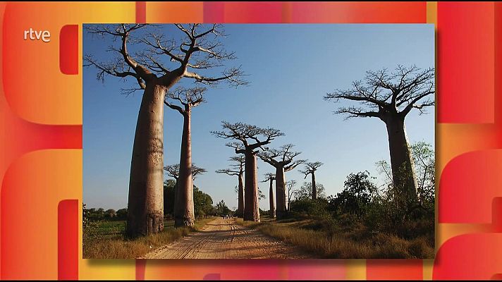 Saber y ganar - Saber y ganar - 06/11/25