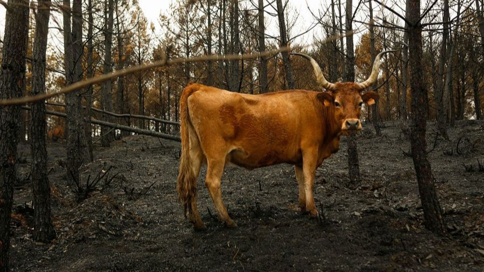 Chapapote de monte, el residuo de los incendios de agosto - Telediario 1 | Ver