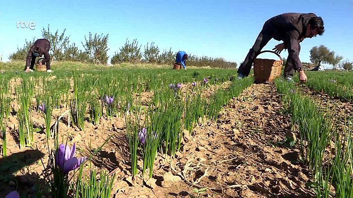 Agrosfera - Agrosfera - 08/11/25