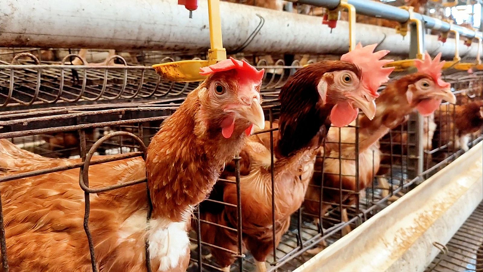 España refuerza sus medidas contra la gripe aviar | Ver