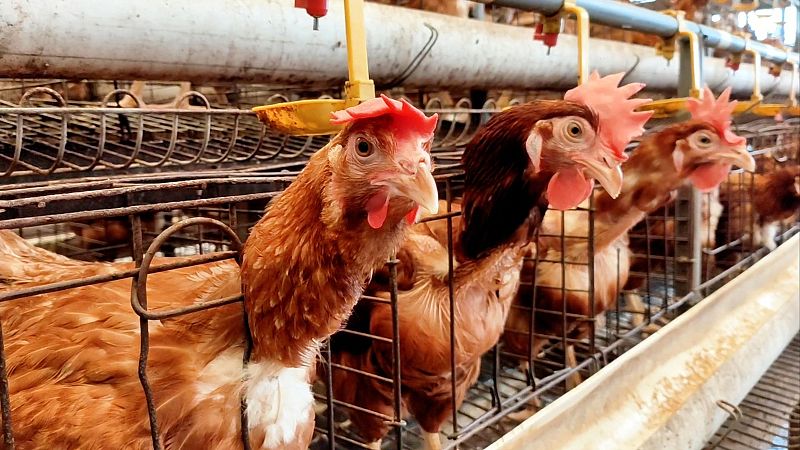 España refuerza sus medidas contra la gripe aviar con la prohibición de criar aves de corral al aire libre