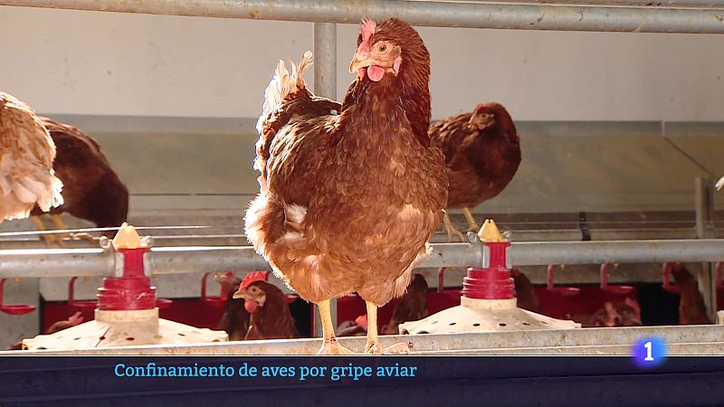 Informativo Telerioja - 10-11-2025 - Informativo Telerioja | Ver