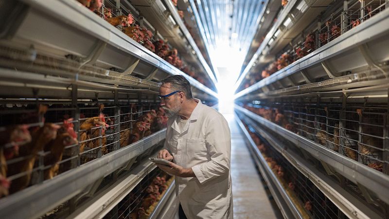 Gripe aviar, un riesgo bajo pero posible para los seres humanos