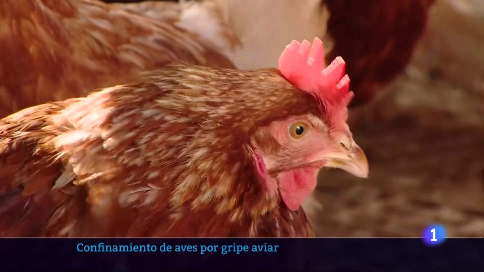 Informativo Telerioja 2 - 10-11-2025 - Informativo Telerioja | Ver